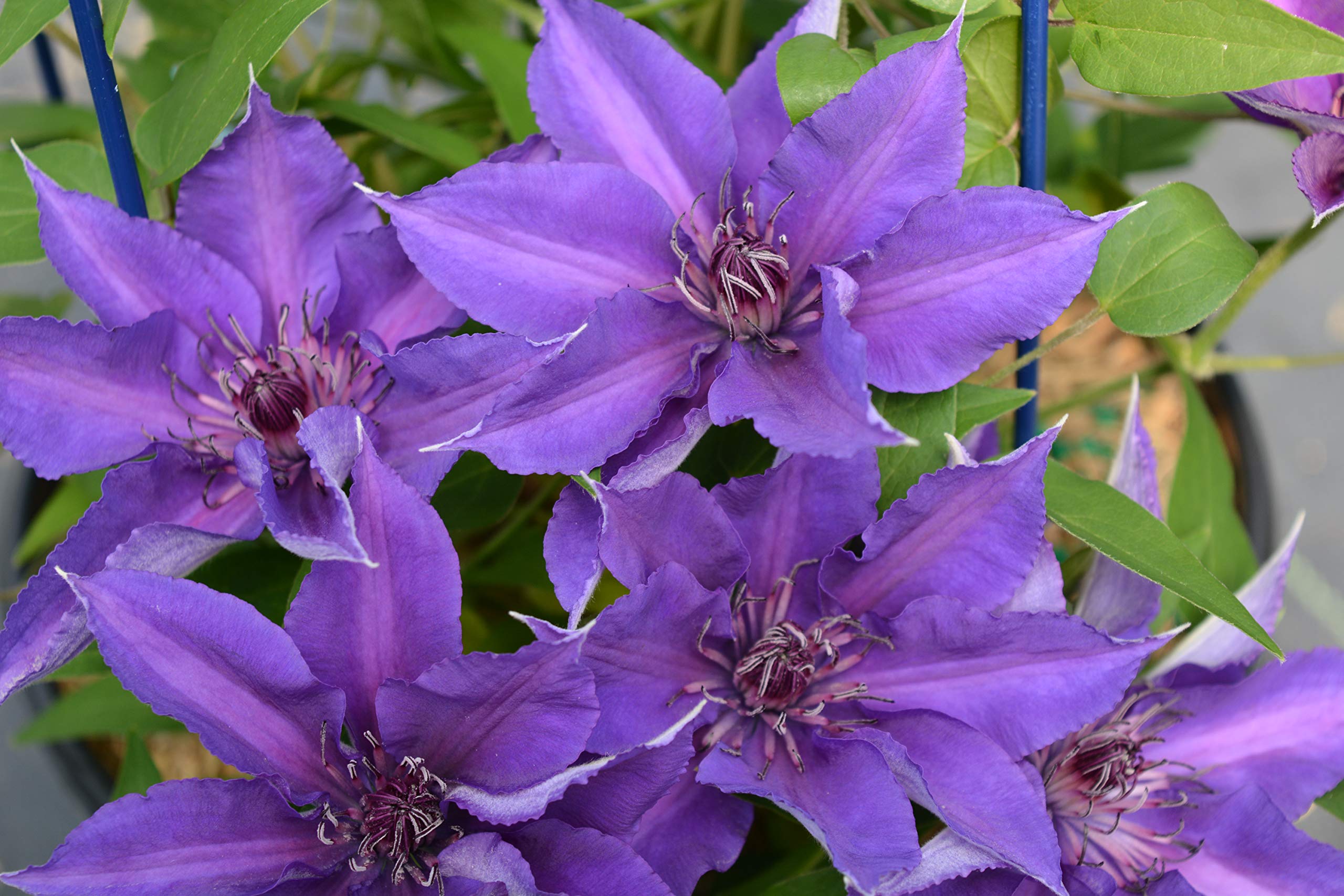 Clematis Edda