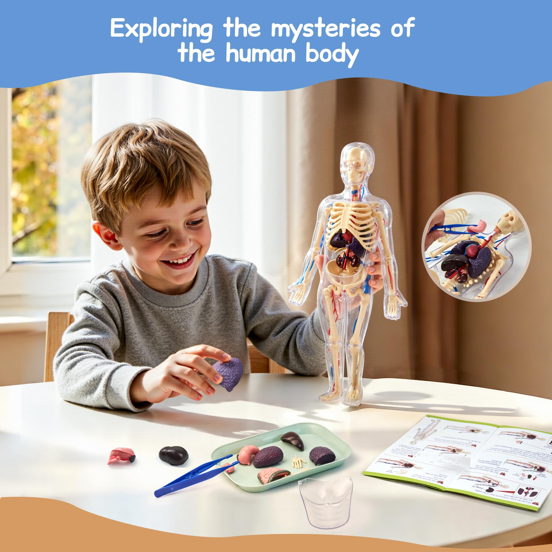 Human Body Model for Kid Human Anatomy Torso.Educational Science Kit, Multicolored, 8 cm x 19 cm x 31 cm - Image 2