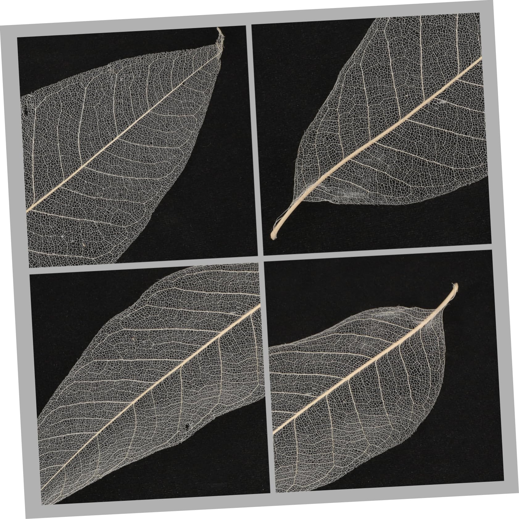 OFFSCH Magnolia Dried Leaves Specimen Natural Skeleton Leaves for Craft Projects Diy Materials Bookmark Accessory Greeting Cards Art Decoration 11.41X3.74X0.04In - Image 4