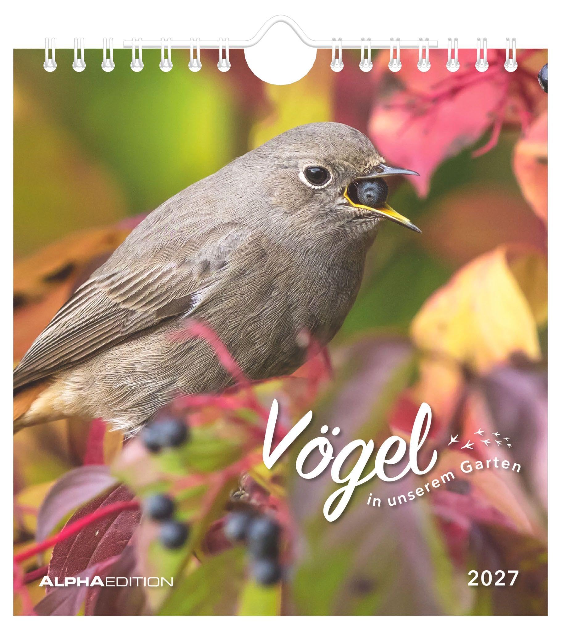 Vögel in unserem Garten 2027: Postkartenkalender 16x17 cm mit 12 Vogelmotiven, Tisch- und Wandkalender, 12 Postkarten zum Heraustrennen
