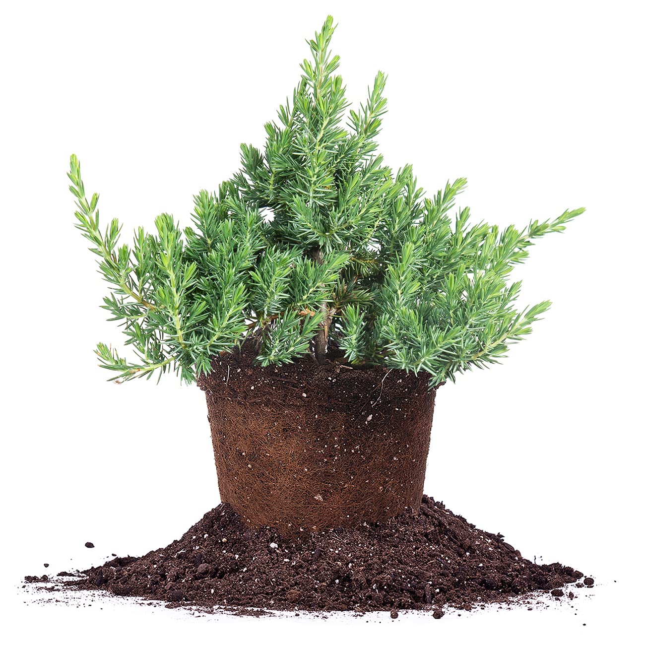 Perfect Plants Blue Pacific Juniper Shrub 1 Gallon | Real Live Outdoor Plant | Exotic Groundcover Perennial | Evergreen Foliage All Year Long