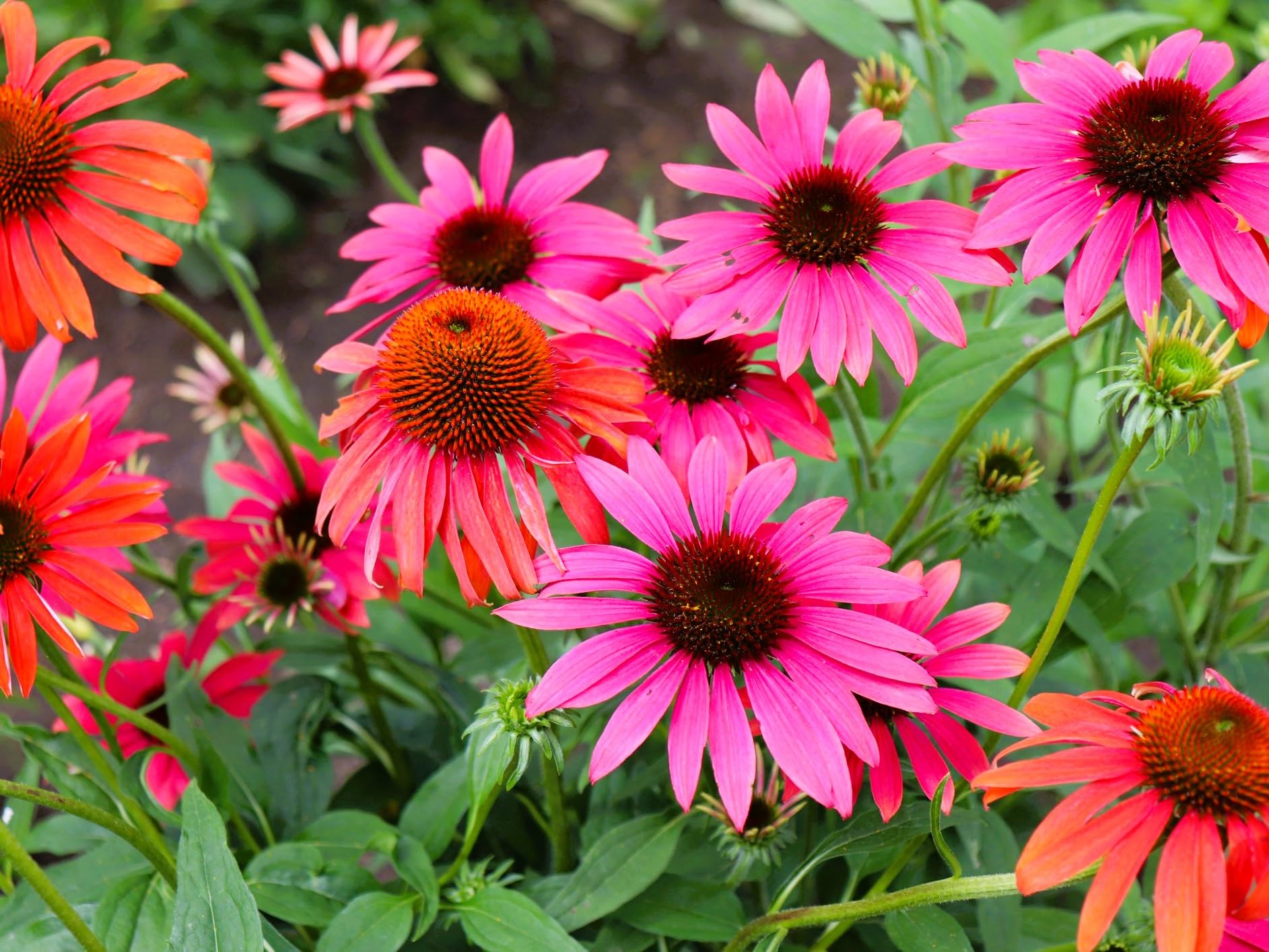 Greenwood Nursery Cheyenne Spirit Coneflower