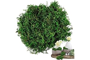 Sukh Faux Moss for Nails: Captivating Nail Art with Nature's Charm