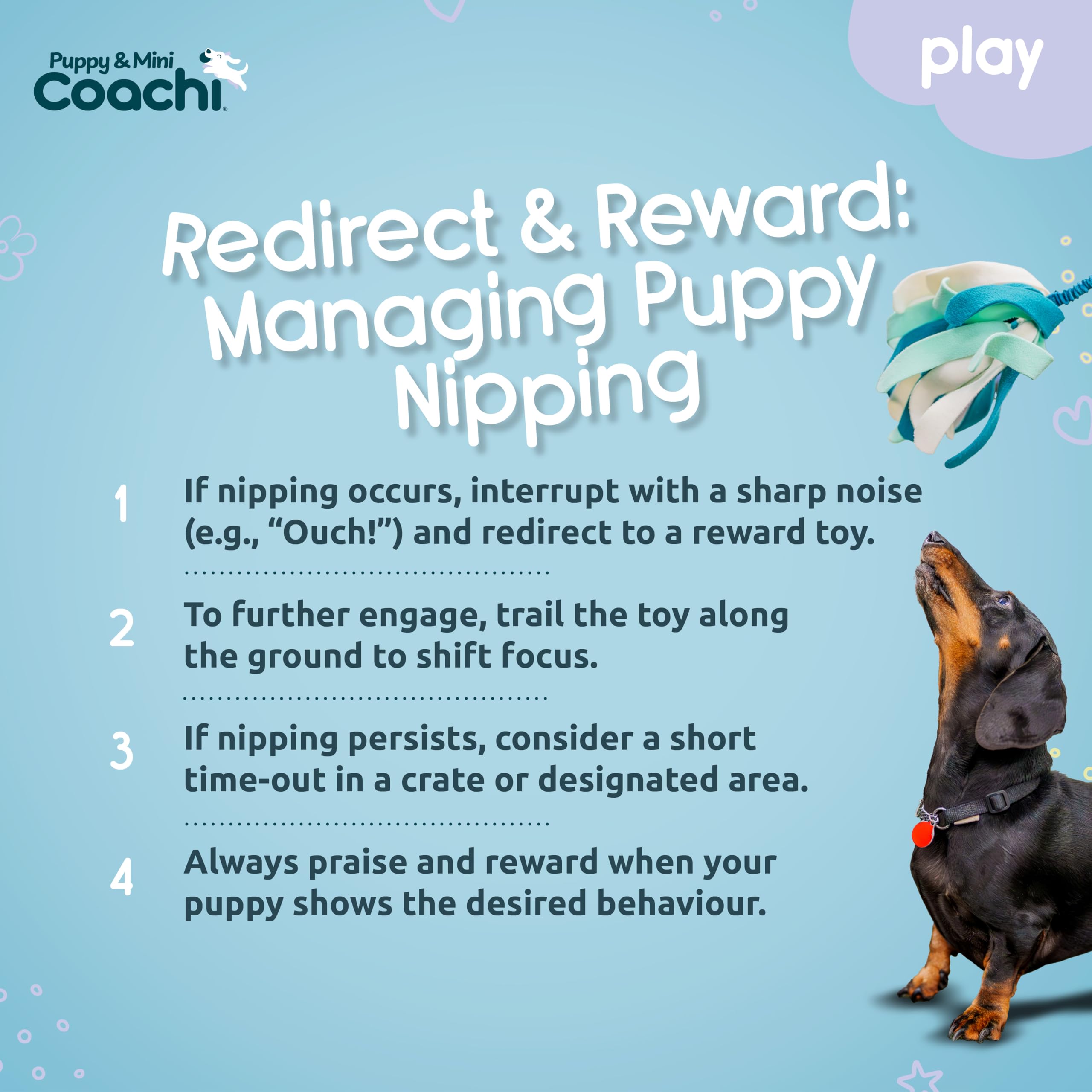 Coachi Puppy & Mini Tuggi Spider - świetne do przeciągania i zabawy, mocna zabawka dla psa, rozciągliwy uchwyt bungee, trening nagród, przywoływania, zwinności. Odpowiednie dla szczeniąt i małych psów
