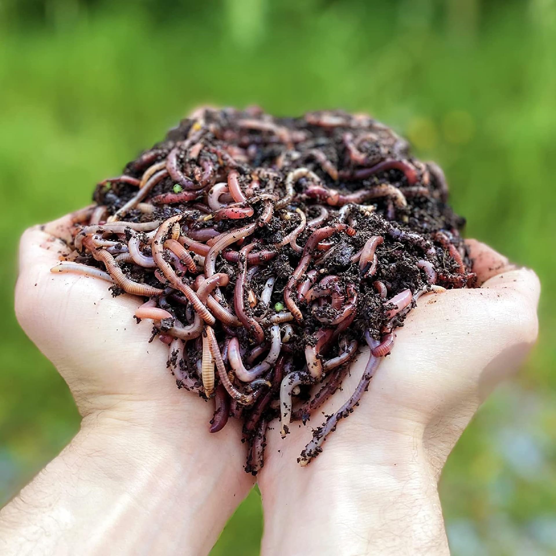 50 Esche Morbide HENGJIA Per Pesca - Lombrichi Rossi Artificiali Con Ganci, Freshwater