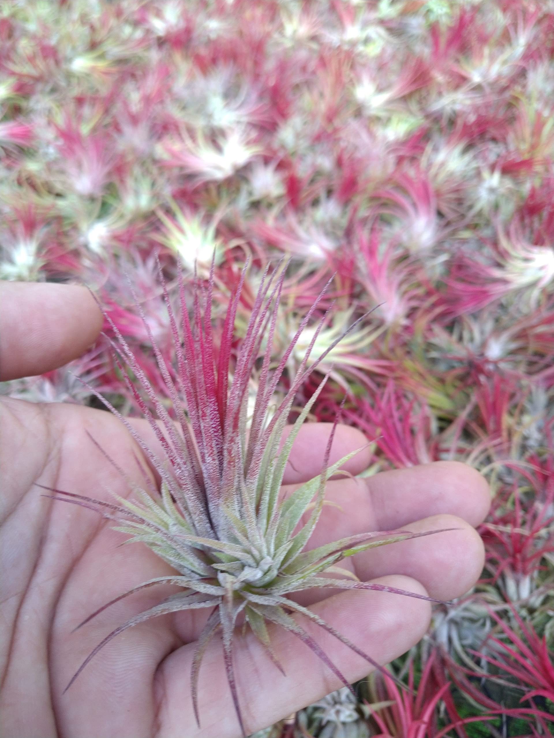Amazon.com : It Blooms Rainforest Grown One RED Ionantha