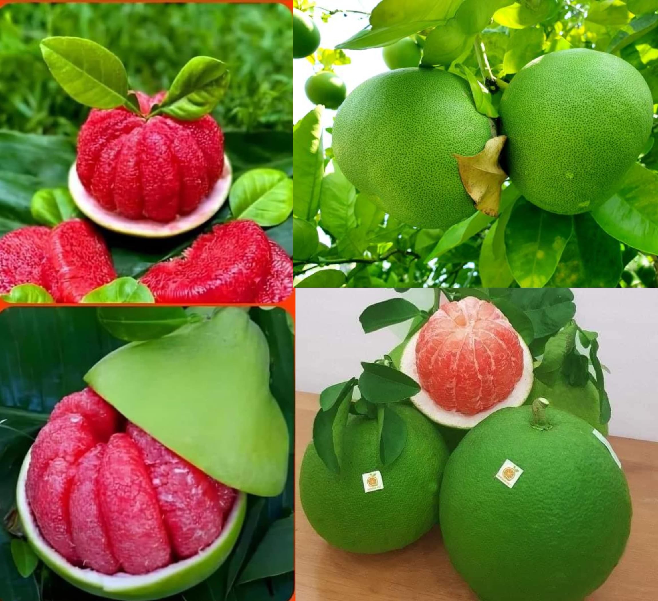 CPEYARE Sweet Pomelo Citrus" KAMBILI NARANGA" - High Yield"Batabi Lemon" Grafted Fruit Live Plant with a Polybag (Pack of 1)