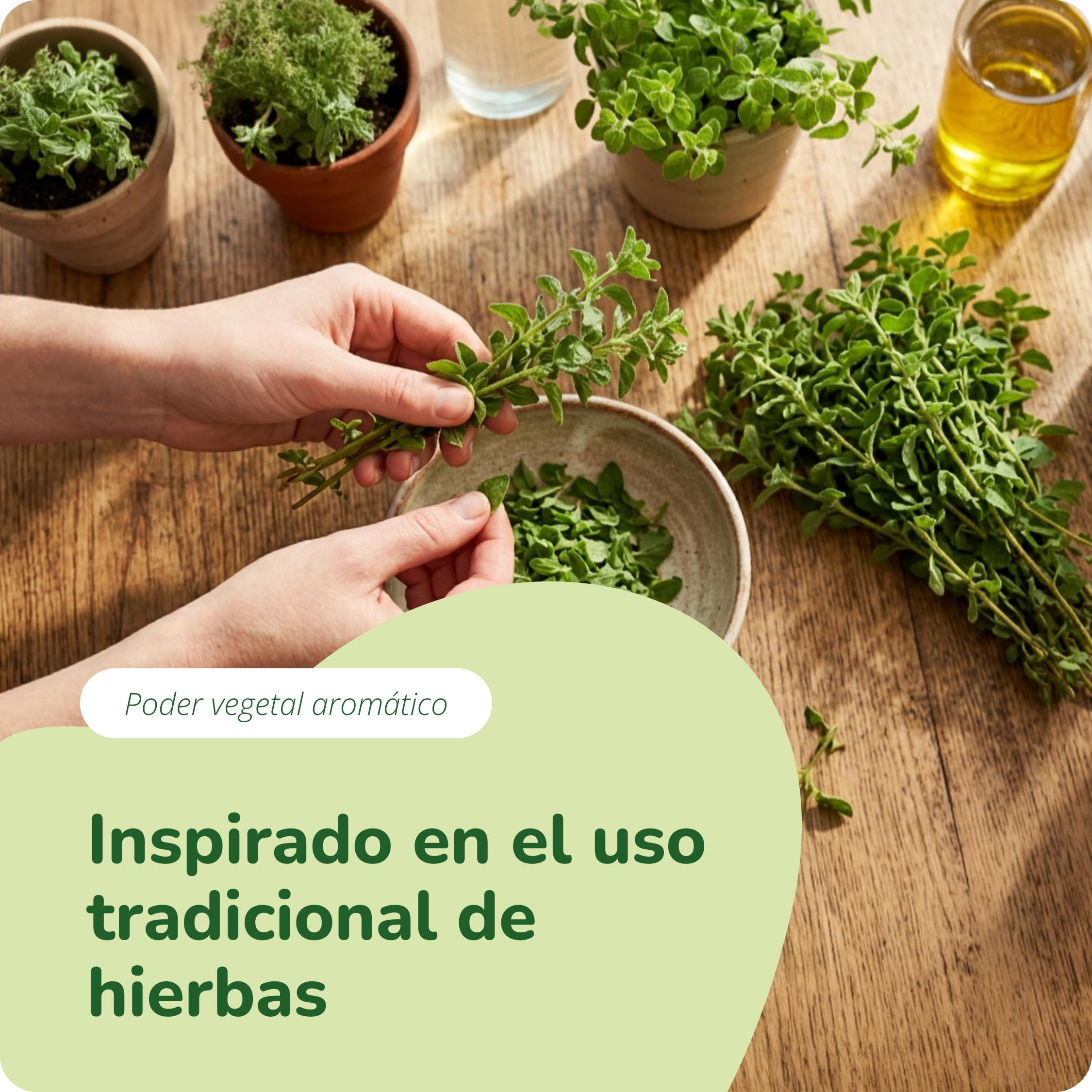 Aceite de Orégano Vegavero | El ÚNICO ORGÁNICO Y VEGANO | Antioxidante + Cándida + Antiinflamatorio Natural | Oregano Oil | 70% Carvacrol + 2,5% Timol | Sin Aditivos