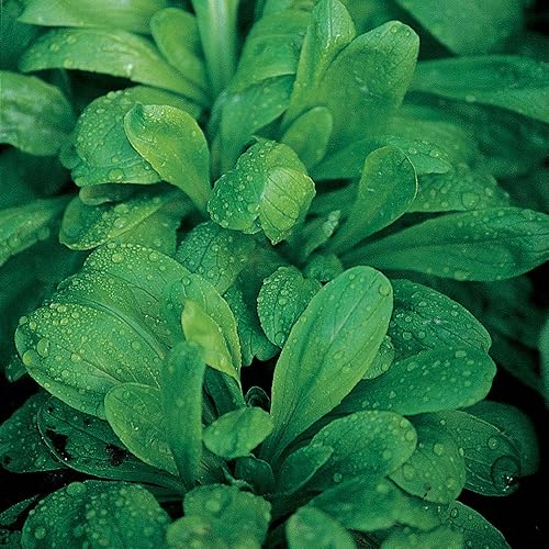 Burpee DEtampes Semillas de Ensalada de Maíz 1500 semillas