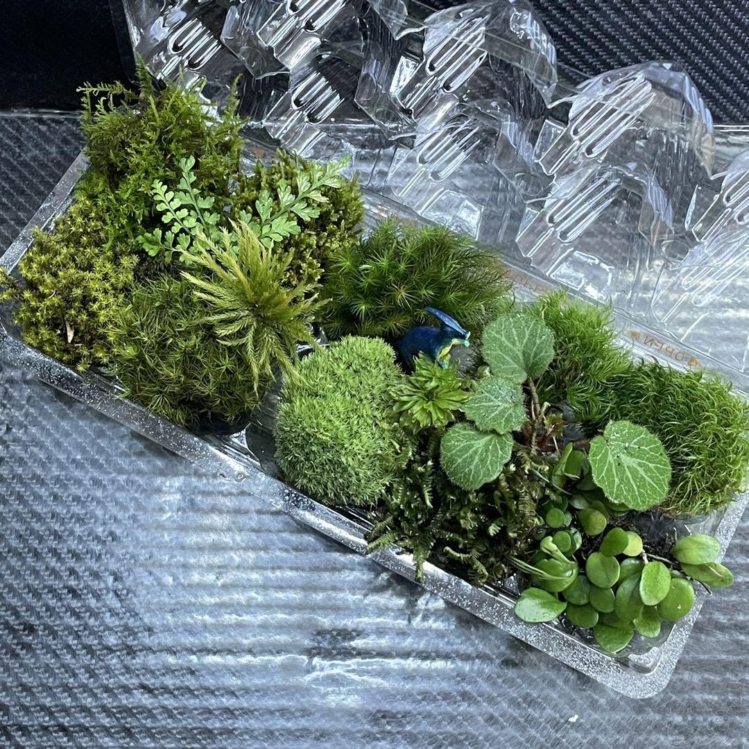 Amazon.co.jp: 天然苔 こけ 植物セット!ミニシダ カサゴケ Amazon.co.jp: 天然苔 こけ 植物セット!ミニシダ カサゴケ