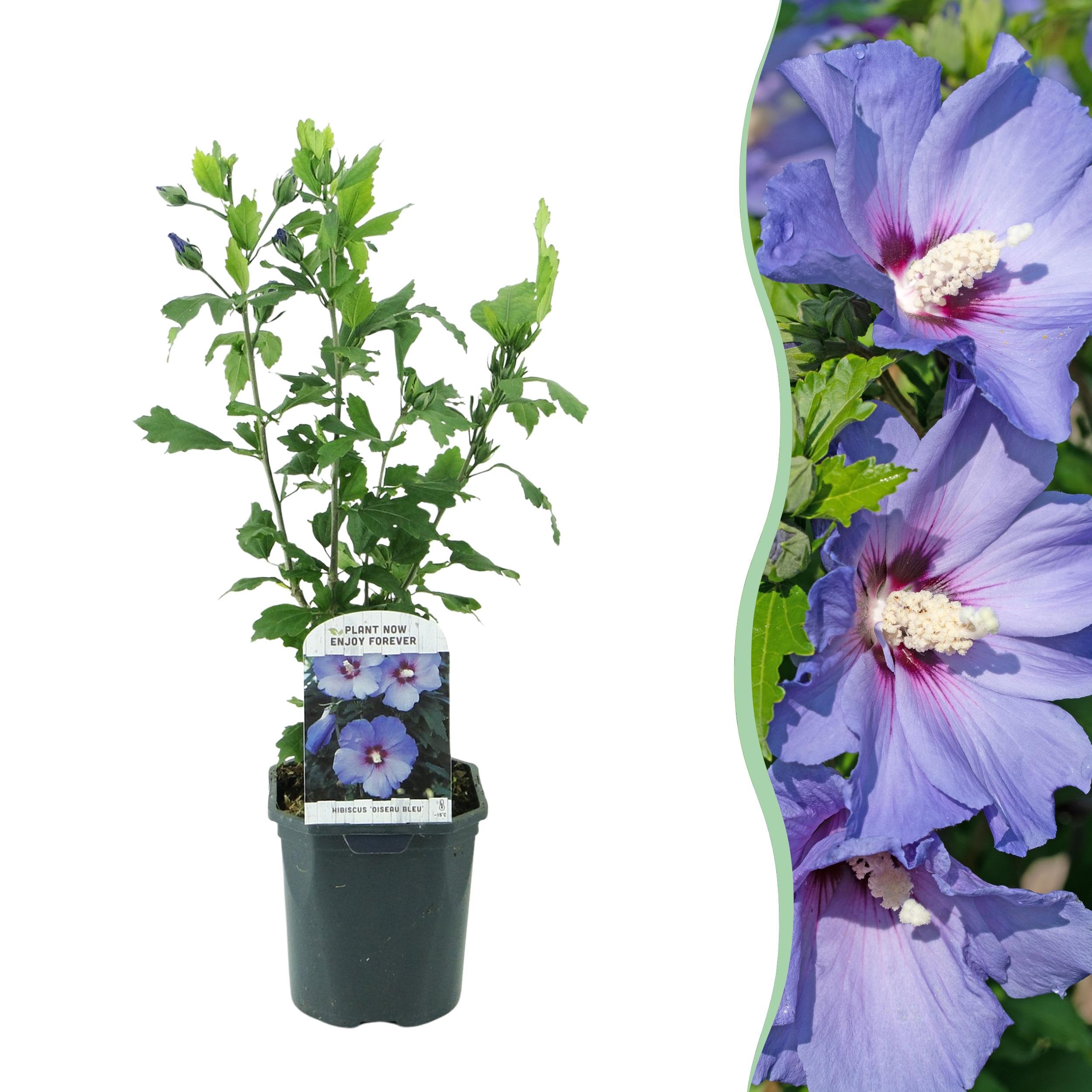 Hibiscus syriacus Oiseau Bleu para decorar terrazas y jardines con flores azules
