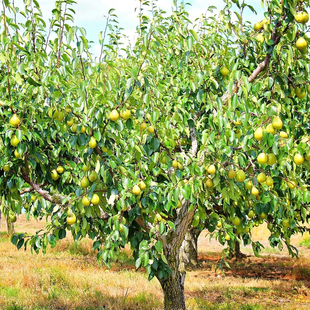 Generic Bartlett Pear Tree, Classic, Sweet, Juicy Fruit for Every Garden, 7 gal. Nursery Pot, 4-5 ft Tall (Due to Agricultural Laws, we Cannot Ship to CA, AZ, AK, or HI), White, Green