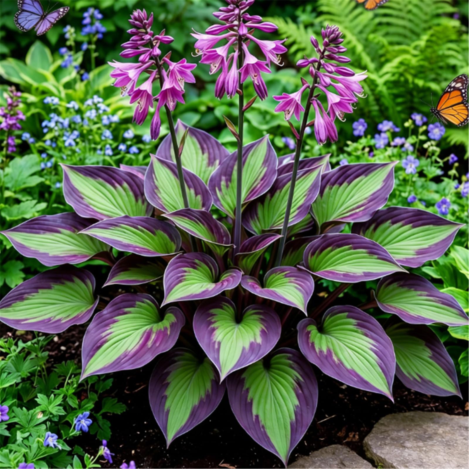 Easy-Hardy hosta - sadzenie obramowania ogrodu - nie więdnie zimą - kolekcja liści hosta / które szybko rosną/złoty jadeit rzeźbienie-4 korzenie-D