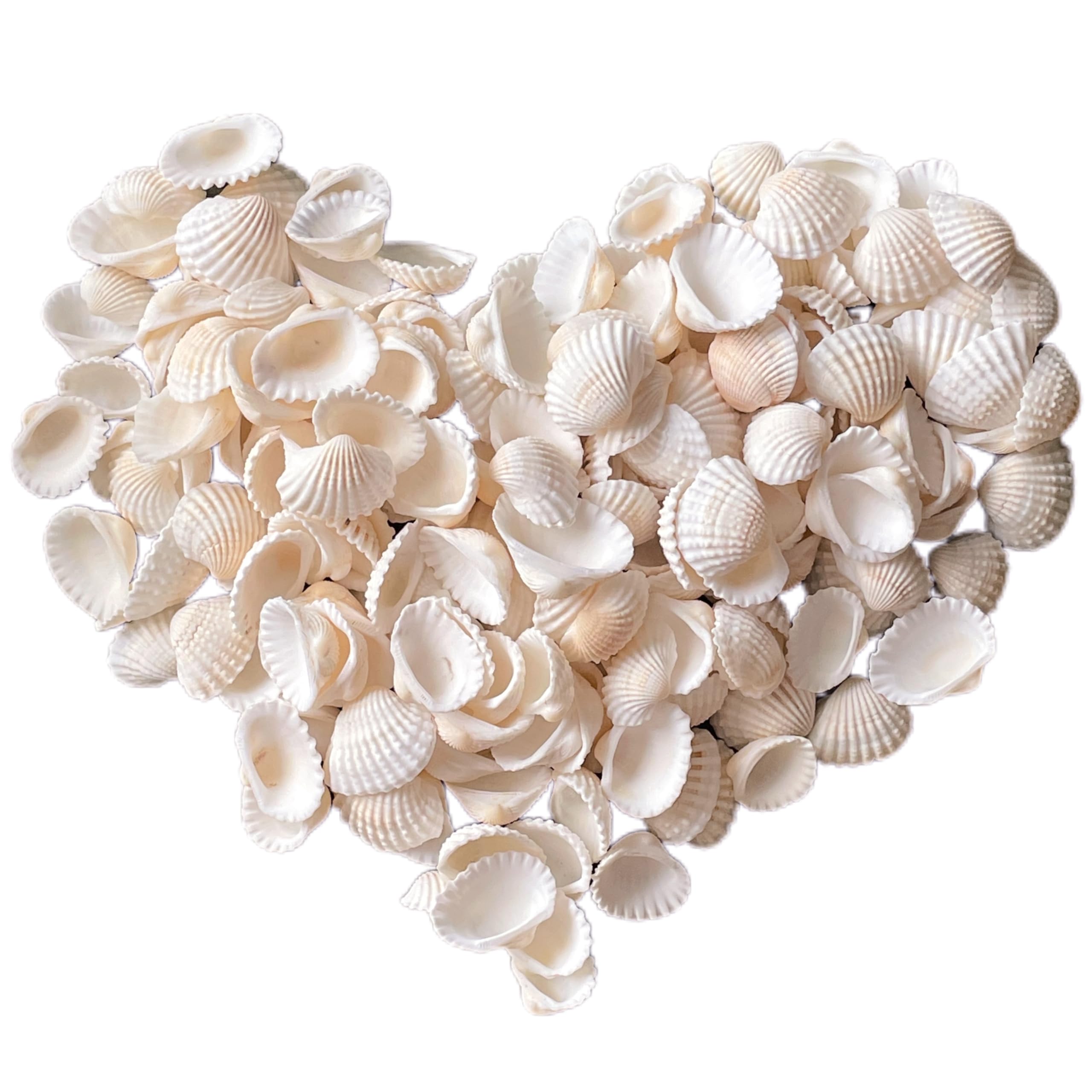 140Pcs Tiny Sea Shells - 0.8-1.2 inches Natural Small White Clam Shells for Crafts Bulk for Home Decor, Beach Theme Party, Fish Tank Vase Filler, Bracelet Making