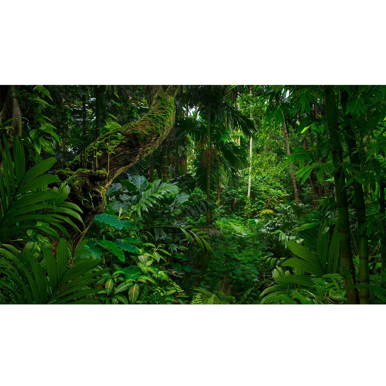 Tropical Rainforest Aquarium Background Psychedelic Forest Terrarium Background Old Trees Woodland Reptile Habitat Background Green Leaves Aquarium Background Backdrop Durable Vinyl 48x18in