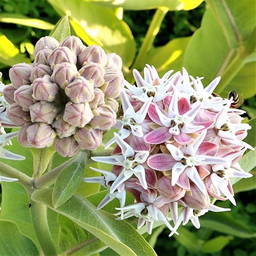 Miniatura 2 de Outsidepride 100 semillas perennes Asclepias Speciosa Showy Milkweed Flower Seeds para plantar