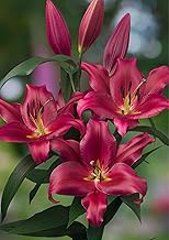 Radha Krishna Agriculture® Holland Imported Red Color Asiatic Lily Flower Bulbs For Gardening (Pack Of 5 Bulbs)