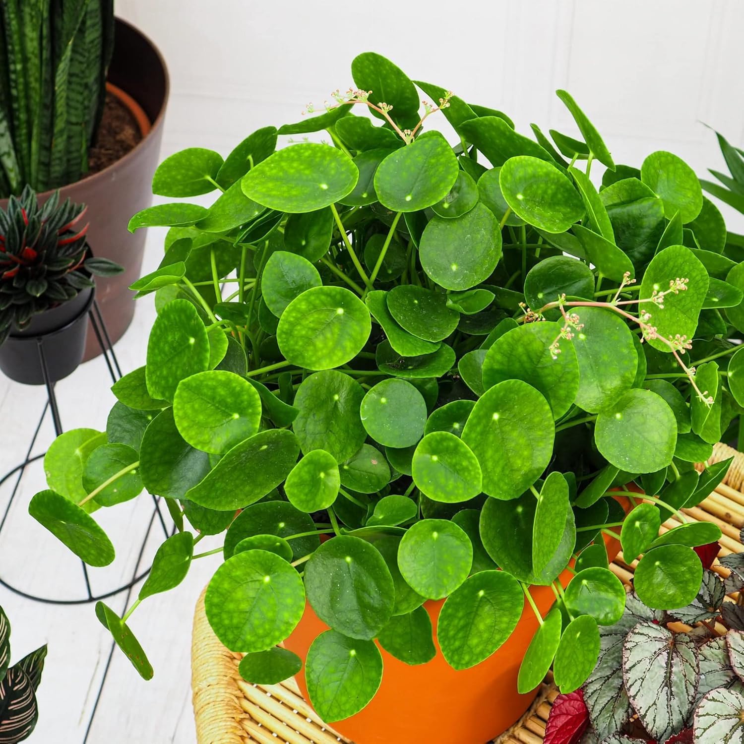 GOOD HOMES Chinese Money Plant (Pilea Peperomioides) – Good Luck Indoor Houseplant with Round Coin Leaves – Easy Care Decorative Plant for Home, Office & Gifting (PACK OF 1 HEALTHY POTTED LIVE PLANT)-image-34