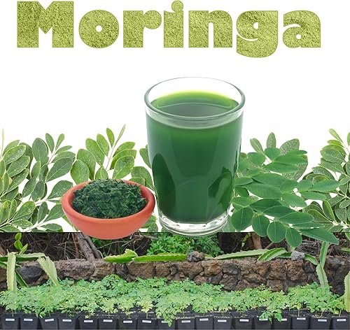 Miniatura 4 de 2 baquetas de rábano picante Moringa Oleifera Plantas de árbol vivo en maceta de 4 inc, hierba Malunggay de 6 a 8 Inc de alto caducifolio para