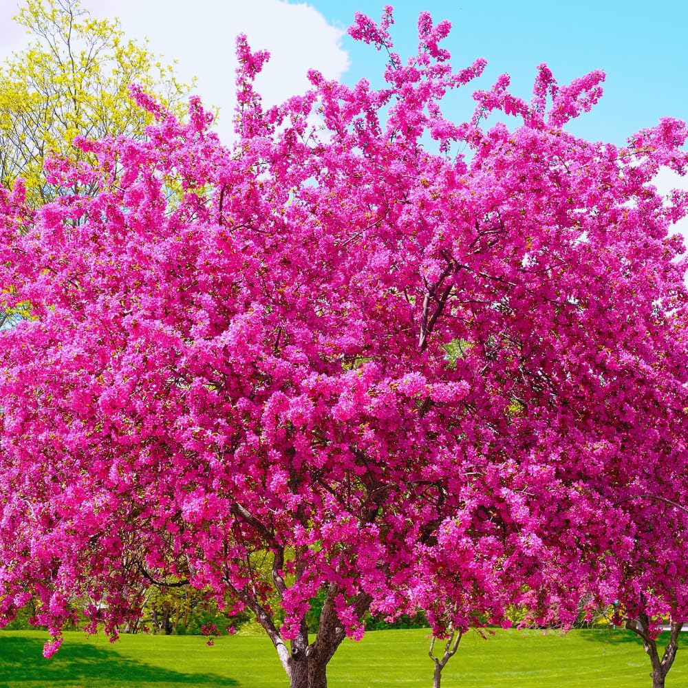 Eastern Redbud Tree Live Plant Bare Root