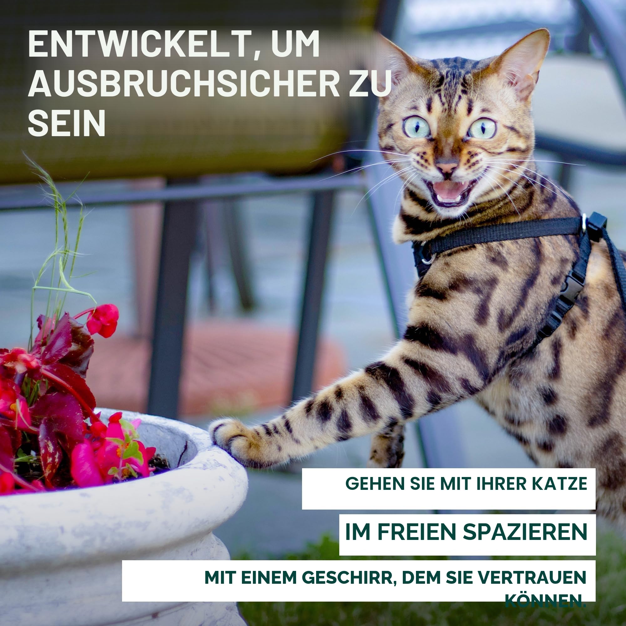 Houdini™ Ausbruchsicheres Katzengeschirr und Leine, Set von OutdoorBengal for Walking Cats (M)