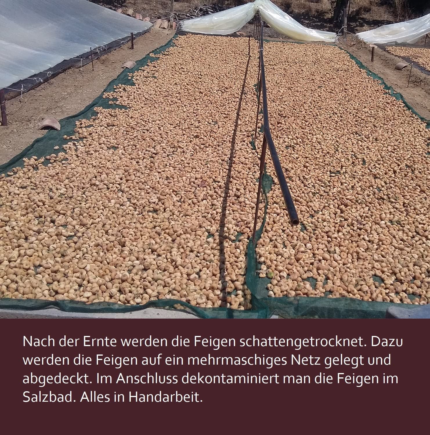 Griechische Feigen Natur aus biologischer Landwirtschaft schattengetrocknet | 100% Ohne Bestrahlung und Ungeschwefelt proteinreiche Energie für Sportler | ARISTOS 1000 g