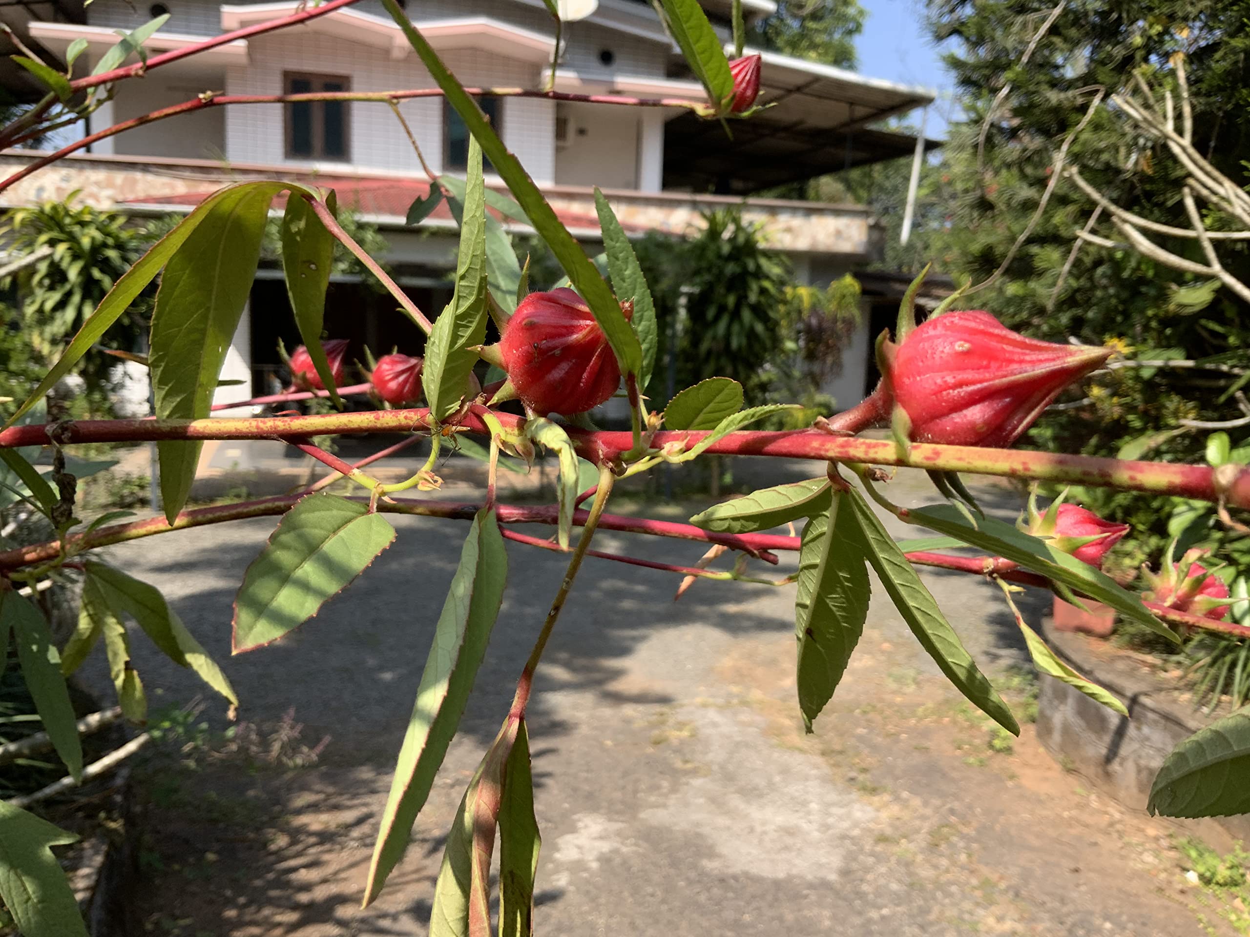 Seeds village Jamaican red Sorrel Seeds,Florida Cranberry,Indian Roselle,Hibiscus sabdariffa Lal Ambari(100+Seeds Pack) (B0BRZX4LJ1) Amazon Price History, Amazon Price Tracker