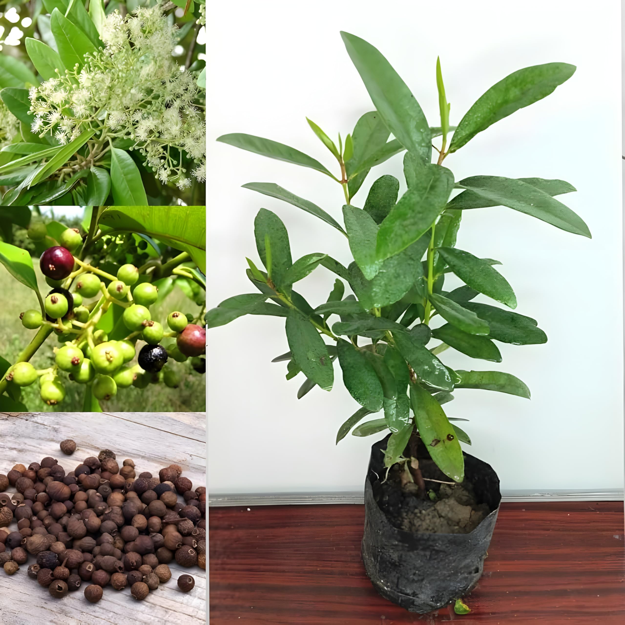 All Spice Plant Sarva Sugandhi Wondering combined the flavour of Cinnamon, Nutmeg and Clove Live Healty Plant "Kerala Variety" (Pack of 1)