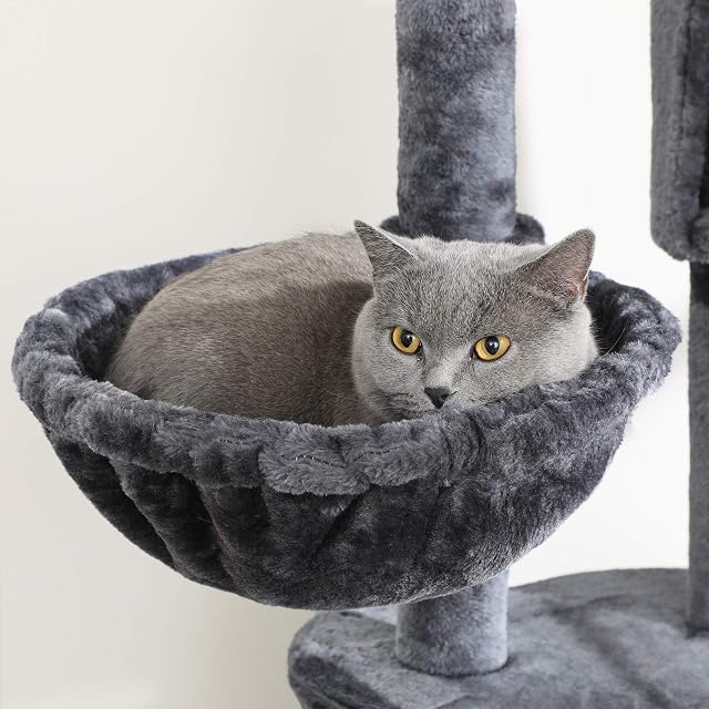 Foto 4 de 8 de Feandrea Árbol de Gatos, 2,4-2,6 m