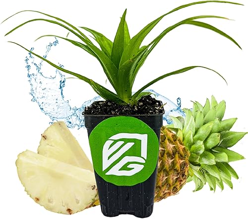 Planta viva de piña de jade blanco  Ananas Comosus  Wellspring Gardens Starter Plant  Planta de piña ideal viva fácil de cultivar, ideal para