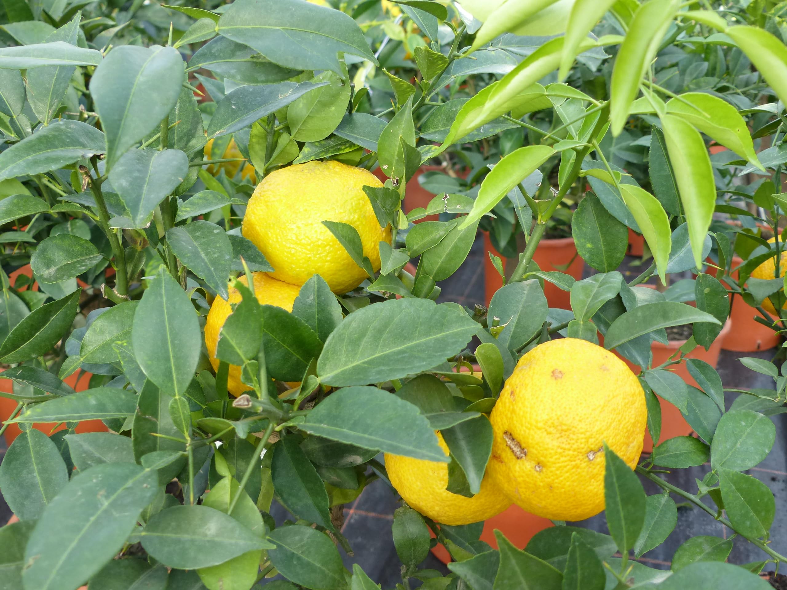 Citrus Yuzu 70-80 cm, Zitronenbaum Zitrone, japanische Zitrone, winterhart