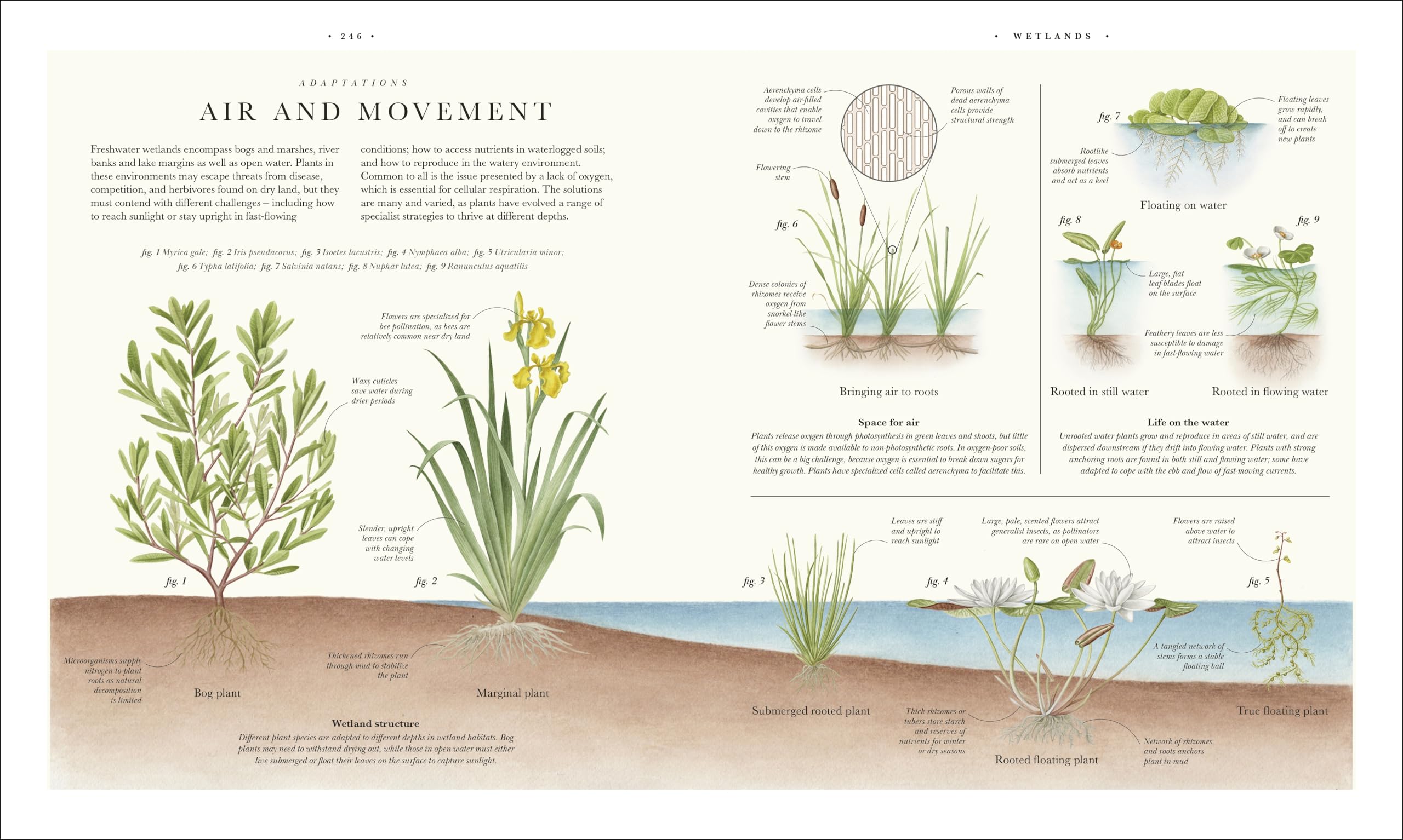 Atlas of Botany: An Exploration of Plants Across Time and Around the World