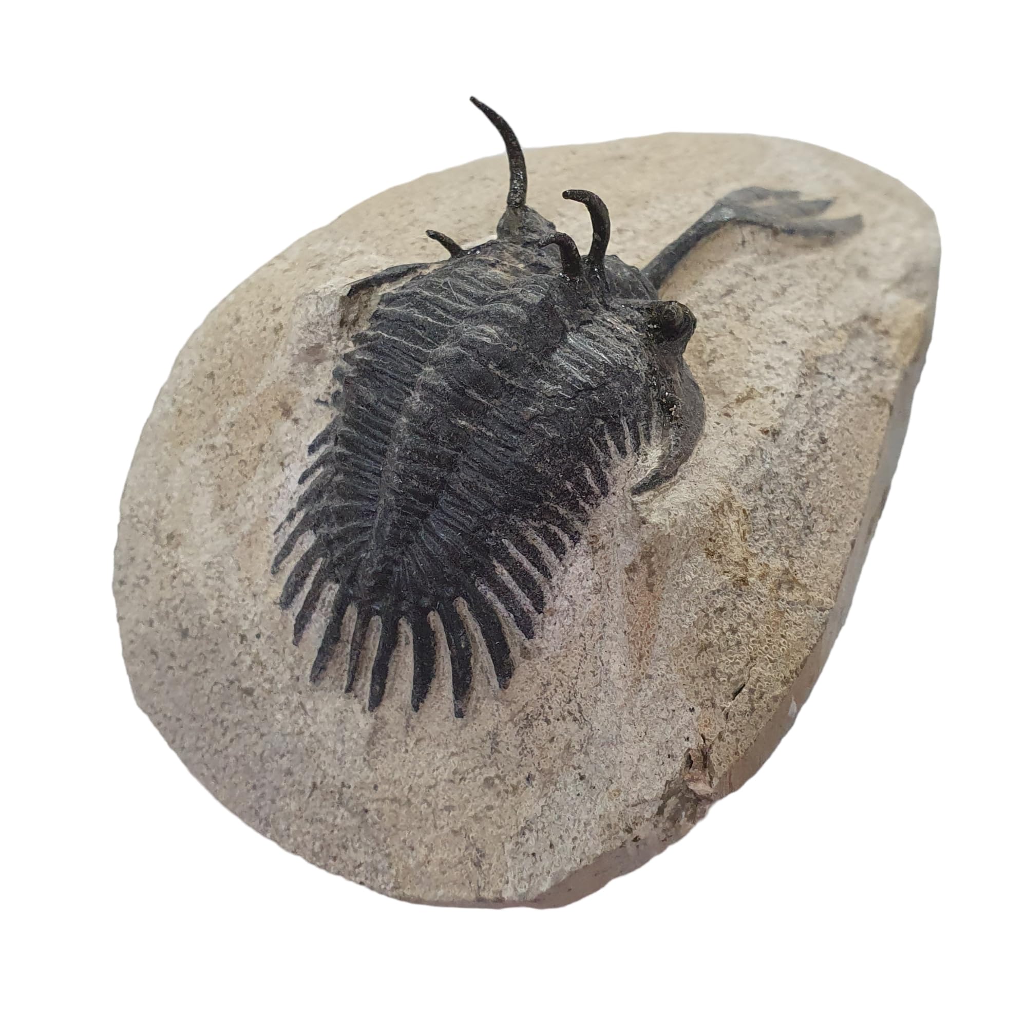 Amazon.com: Walliserops trifurcatus Morocco Trilobite Fossil