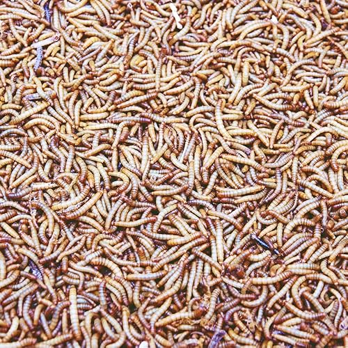 Miniatura 3 de DBDPet Gusanos de harina vivos de primera calidad, 250 unidades, llegada en vivo garantizada, alimento para geckos, pájaros, animales pequeños,