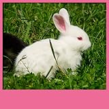 Cute Animals Live Wallpapers