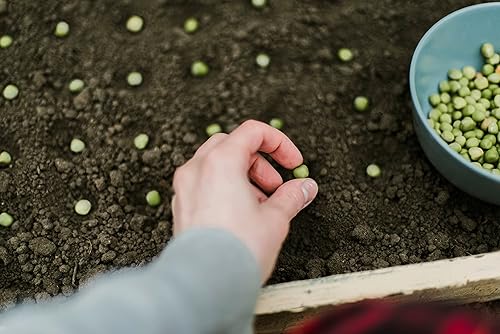Miniatura 4 de Semillas de guisantes Wando Garden para plantar, más de 50 semillas de reliquia por paquete, semillas de jardín de Isla (semillas de jardín de