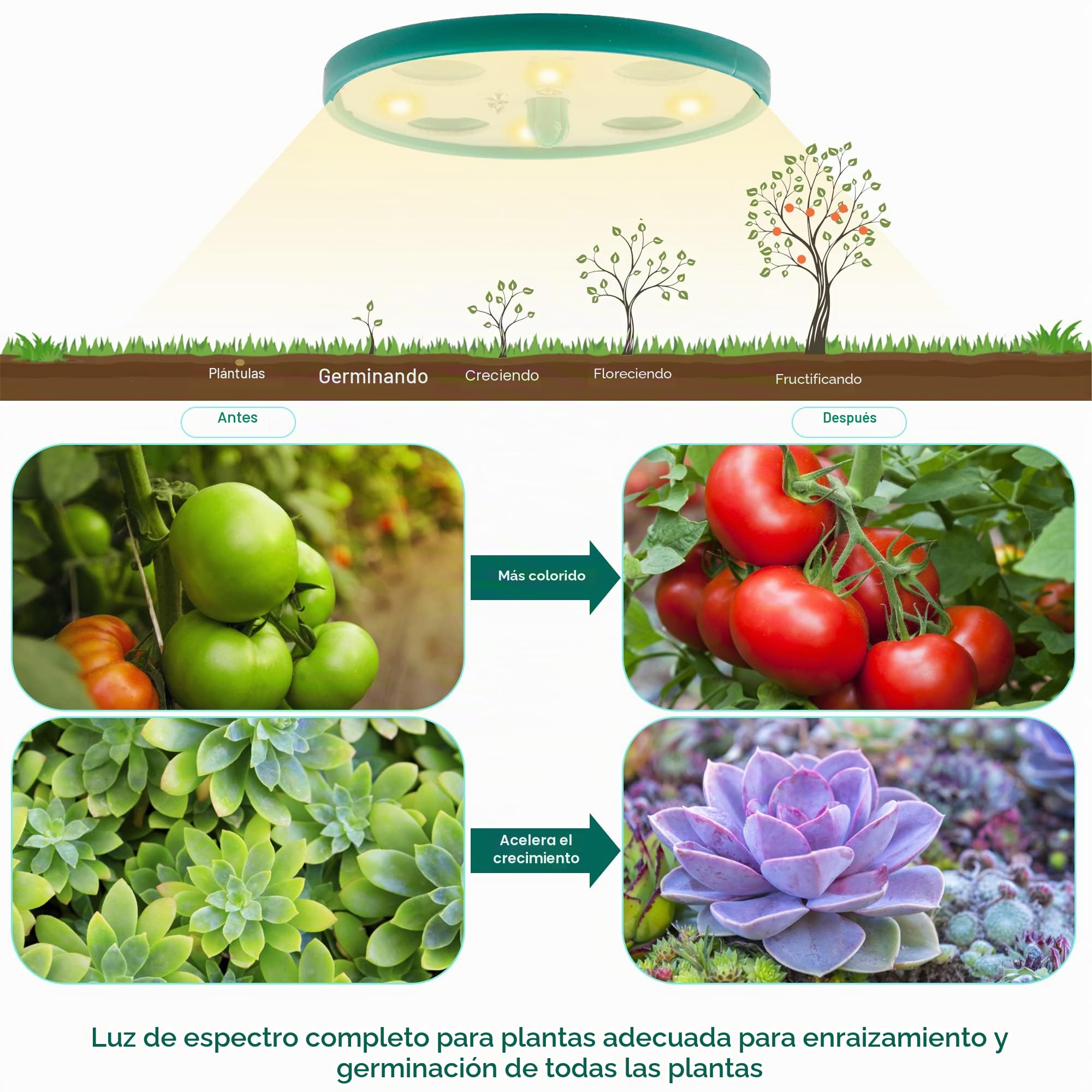 Nuevo Bandejas de Semillas, 5 Piezas, 10 Celdas Cultivo de Mini Invernadero, con Luz de Cultivo Solar de Espectro Completo, Caja de Cultivo De Invernadero Interior con Tapa y Ventilaciones