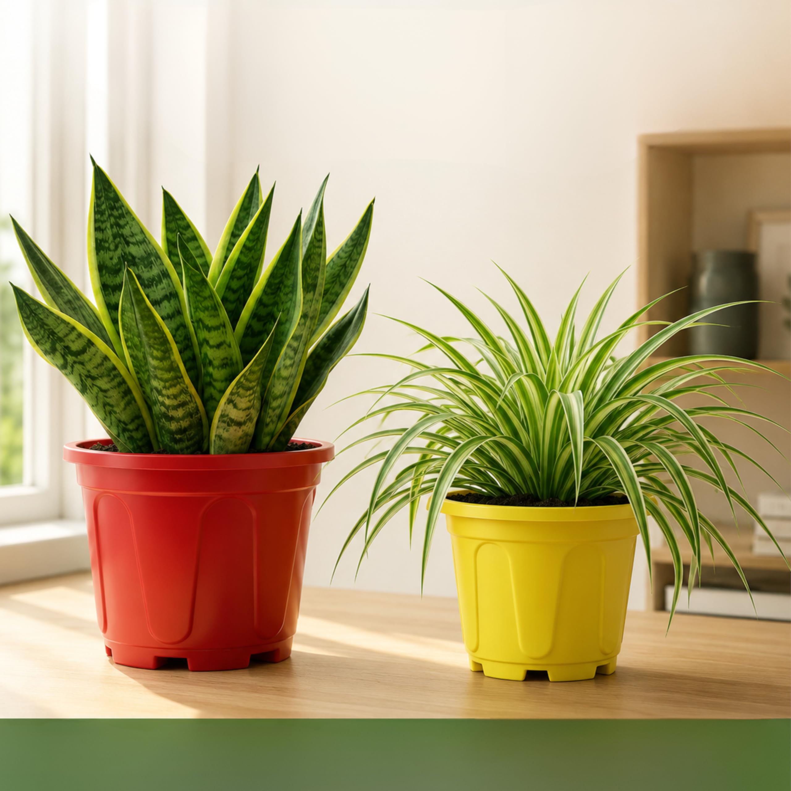 Snake Plant & Spider Plant Live Plants with 4 Inch Nursery Pots | Easy Care Air Purifying Indoor Plants for Home, Office, Balcony & Garden | Pack of 2-image-32