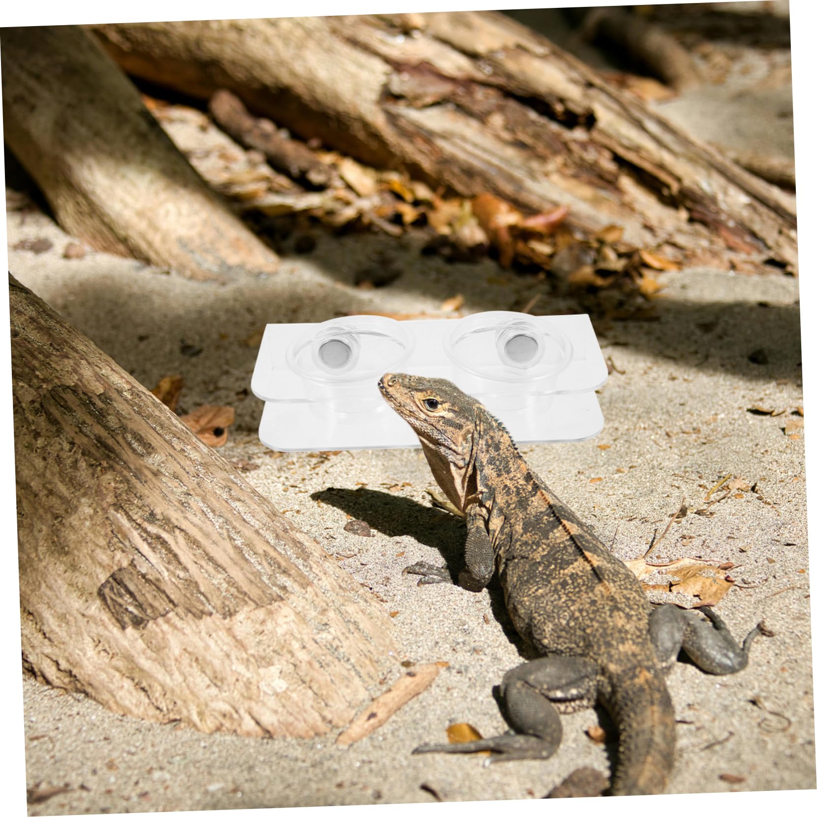 YARNOW 4 Ensembles Mangeoire pour Reptiles Rebord d'alimentation pour Gecko Rebord d'alimentation pour Gecko Tasses De Nourriture pour Gecko Accessoires De Terrarium Gecko Bol d'eau Bol