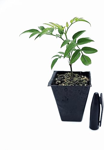 Miniatura 4 de Mini planta de jazmín vivo, un tallo en maceta de 2 pulgadas, incluye guía de cuidado - Zona cultivada 8, 9, 10 barcos de CA - Bajo mantenimiento -