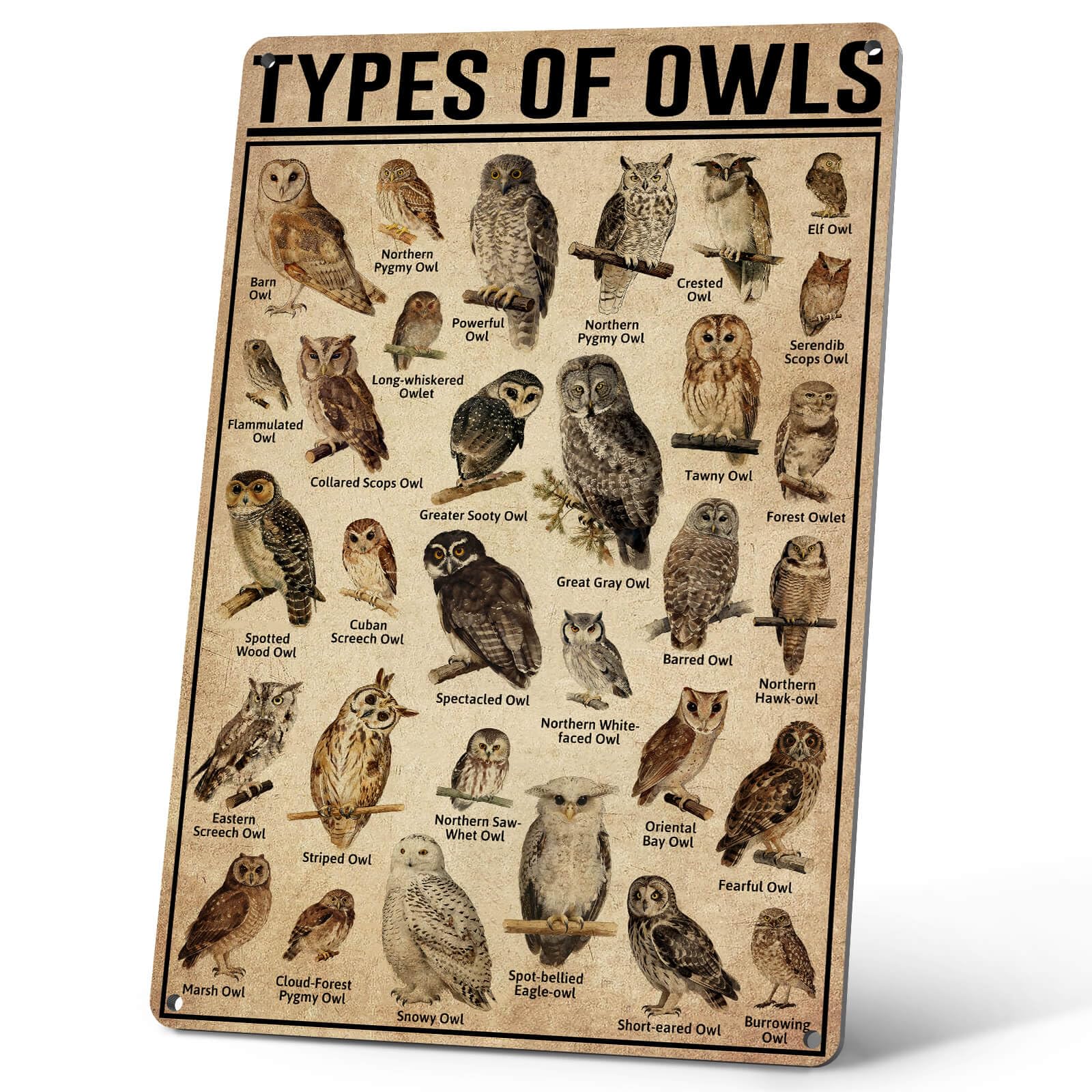 C-04 Types Of Owls Posters Animal Wall Decor Metal Signs Popular Science Knowledge Room Decor Home Decor Farm Printing Plaque 12X17 Inches