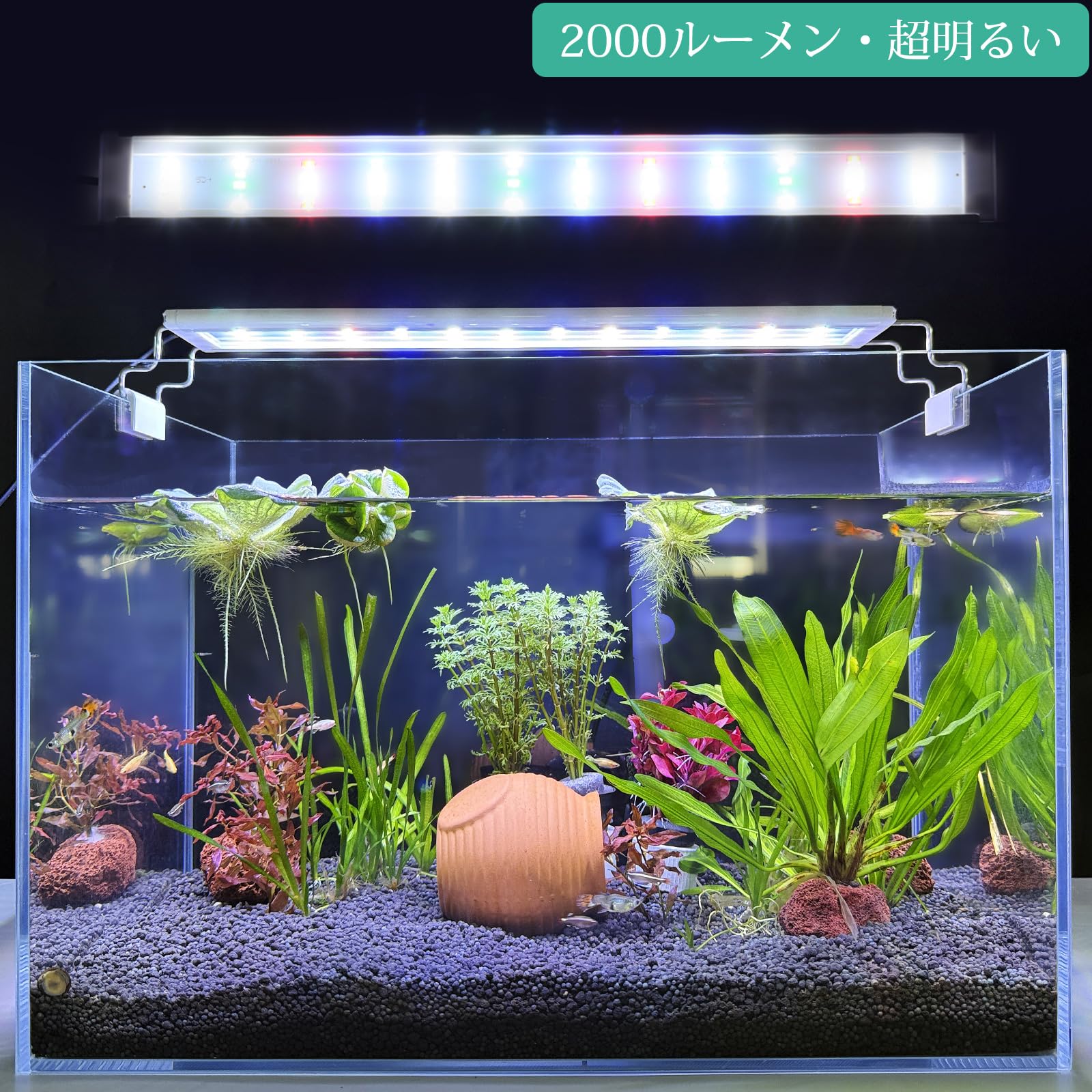 Amazon.co.jp: FEDOURフルスペクトル水槽照明LEDライト：タイマー付き 