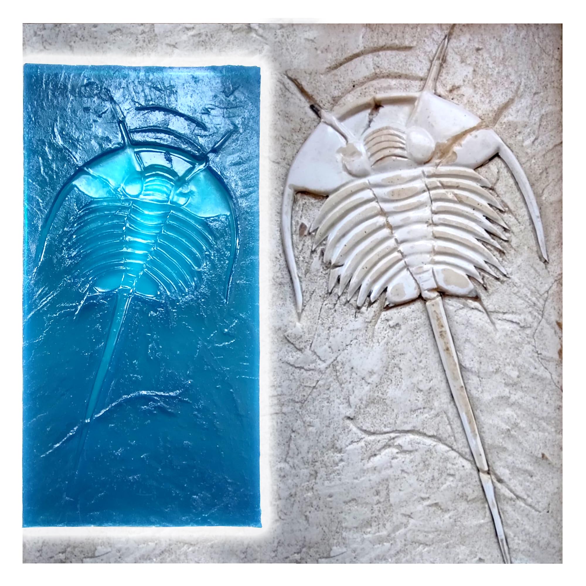 Polyurethane Mat Stamp TRILOBITE | Concrete Cement Stamping Pattern Imprint Decorative Texture Form Mold Tool Texturing