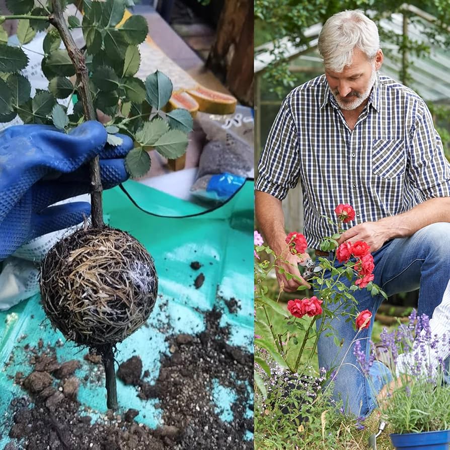 10 Pack Tree Root Growing Box, Rooting Ball Grafting Tools, Reusable High Pressure Tree Root Air Layering Propagation Kit Propagator Pot | IE