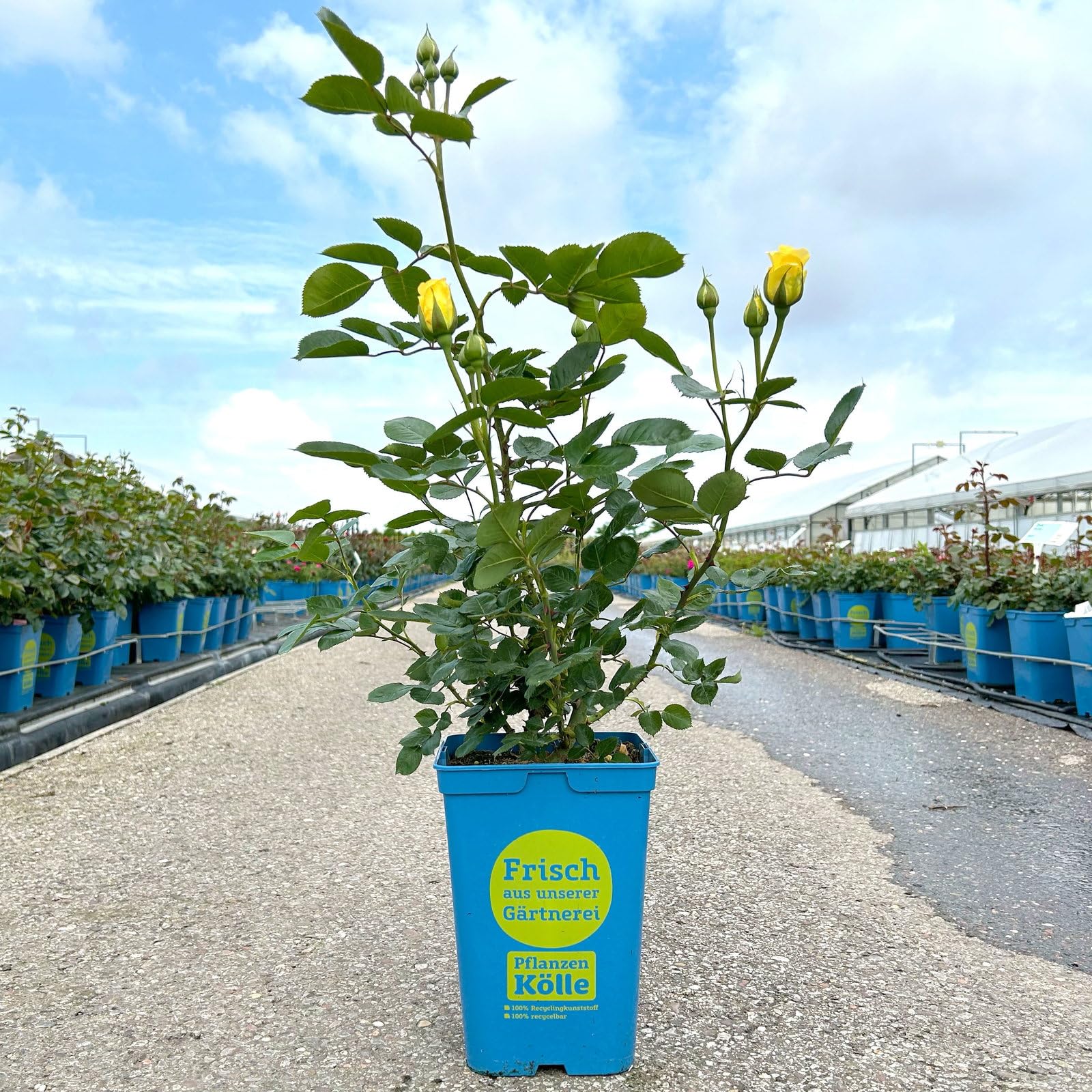 Kletterrose 'Sommergold ®' ist eine leuchtend goldgelbe und duftende Rose aus Züchtungen des bekannten deutschen Rosenzüchters Noack Rosen. Im 6 Liter Topf.