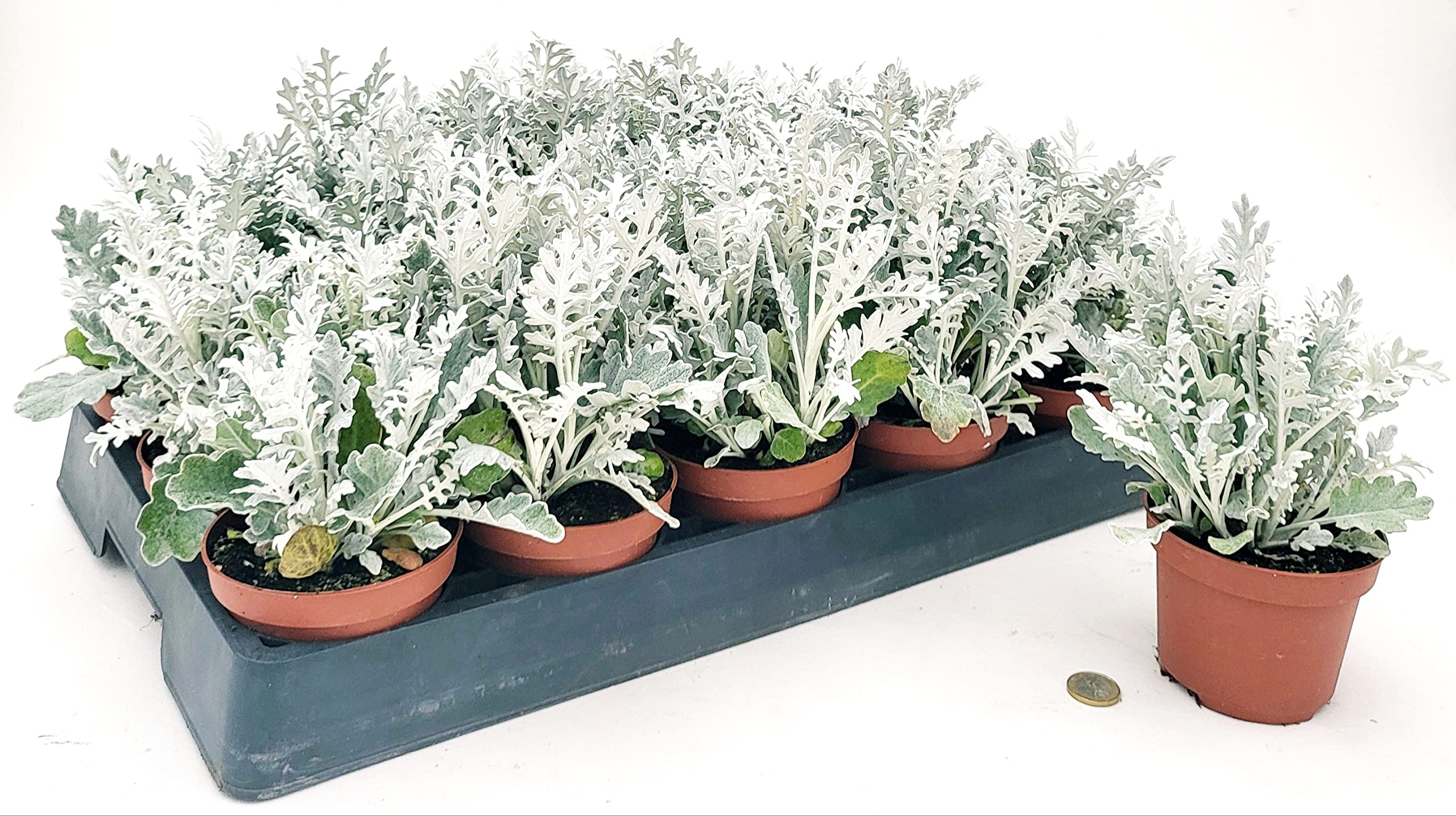 POWERS TO FLOWERS - CINERARIA MARITTIMA, 15 PIANTE, VASO 11CM DIAMETRO, piante vere