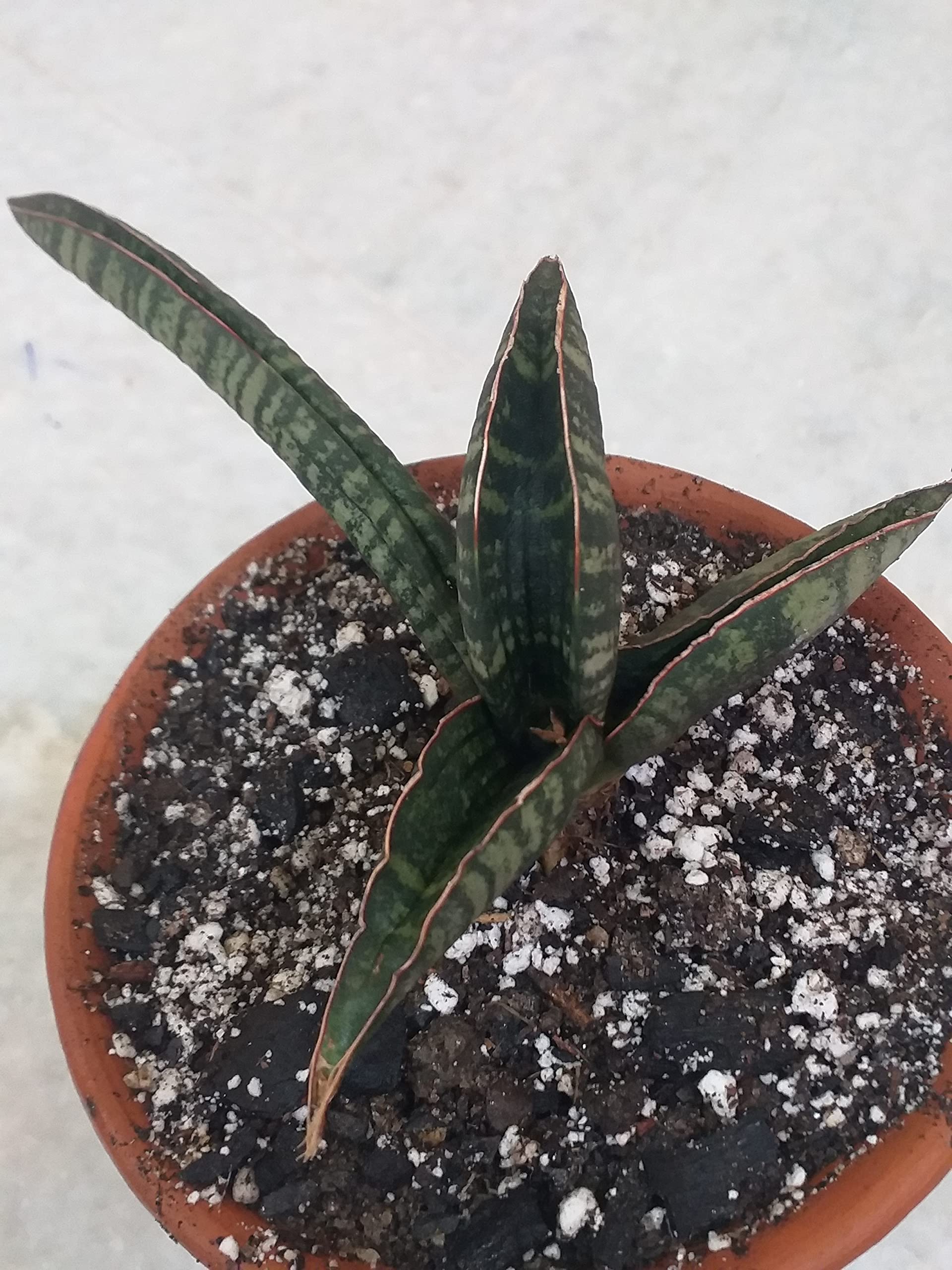 Grin Heaven Nursery, Sansevieria Fischeri Live Plant : Amazon.in: Garden &  Outdoors