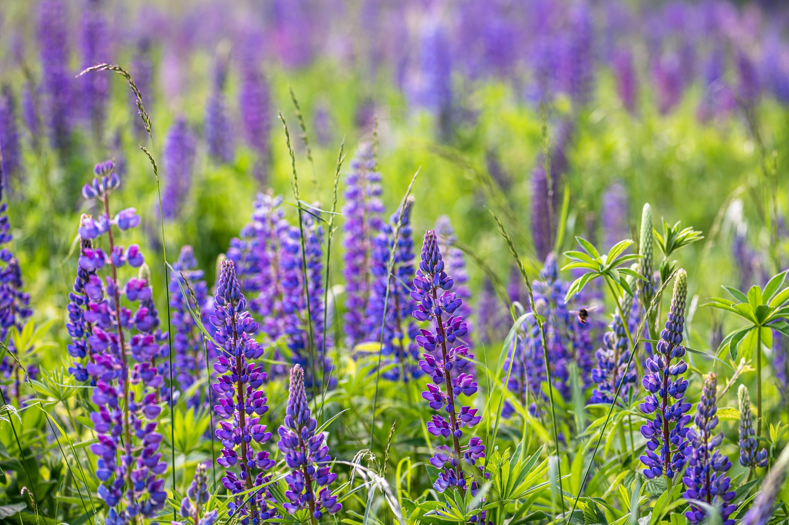 Lupine (Lupinus angustifolius) Samen (in blau). Sehr guter natürlicher Gründünger! (10000 Samen = 1700,0g)
