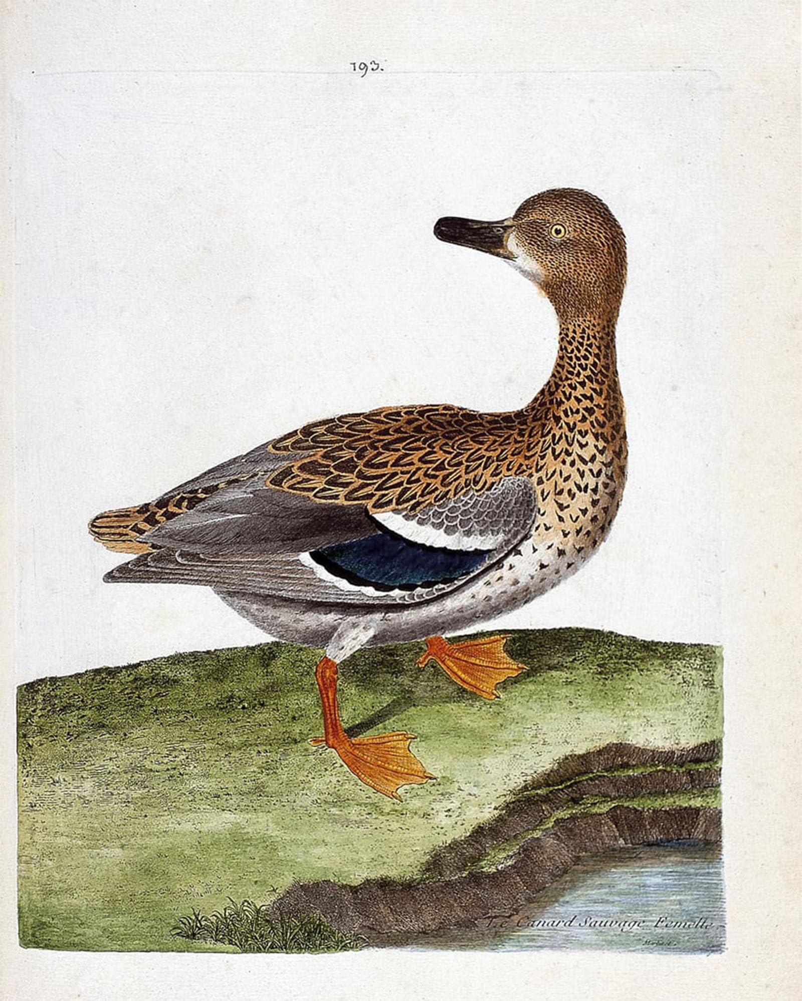 SERENDIPITP Vintage Picture Print on Canvas Wall Art Poster the Female Wild Duck by Francois Nicolas Maritinet Artwork Print Poster for Wall Decor 60x90cm