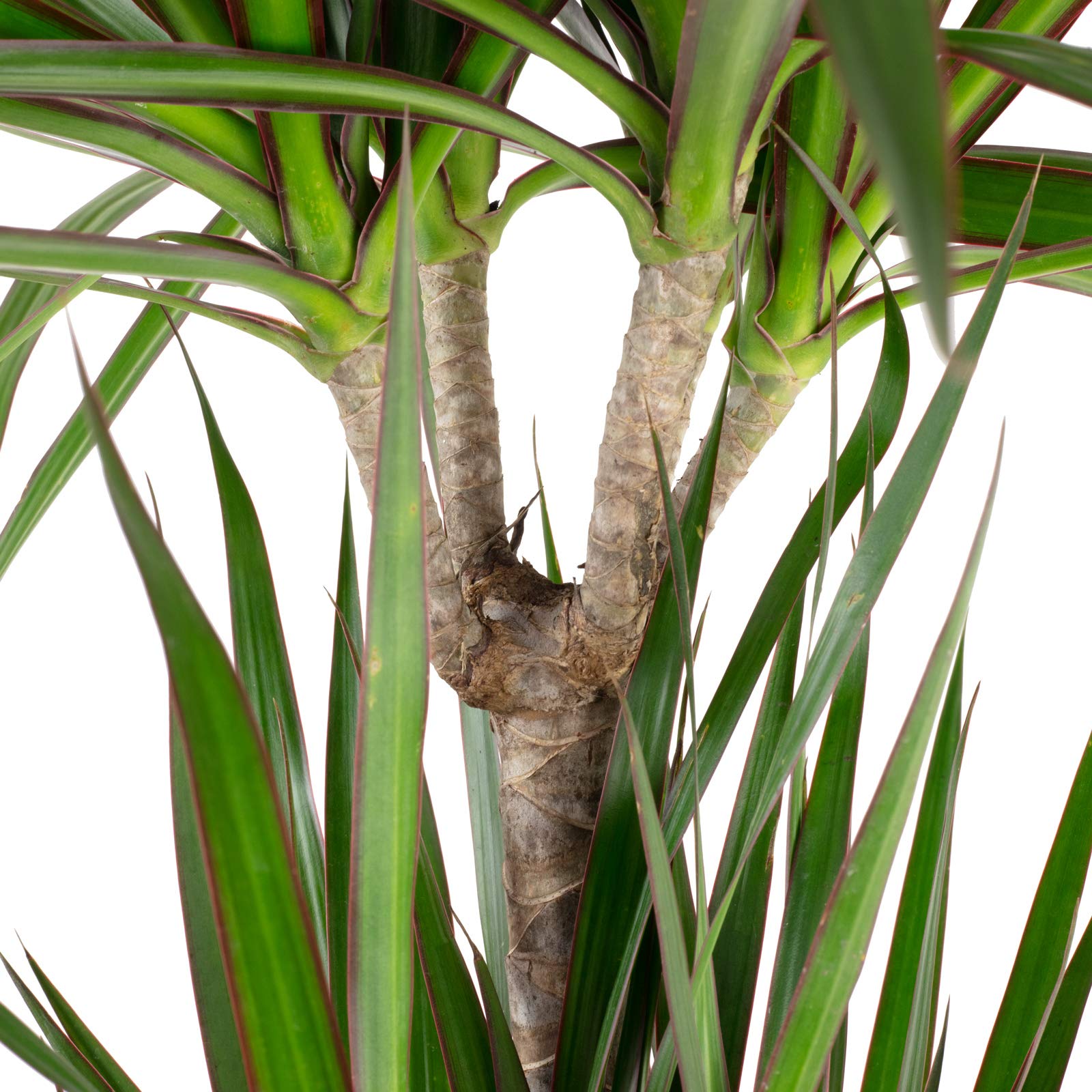 Dracaena marginata, planta de interior real, 3 troncos, altura aprox. 120 cm, diámetro de la maceta de 21 cm